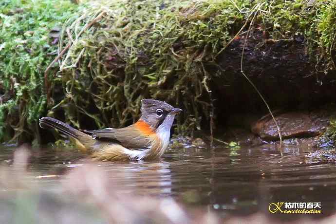 棕颈凤鹛&bull;橙胸【姬】鹟&bull;黑翅雀鹎