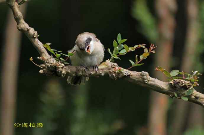 211.小伯劳成长记(5)结束篇--群友部分精彩作品选