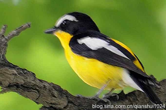 拍白眉姬鹟(植物园)