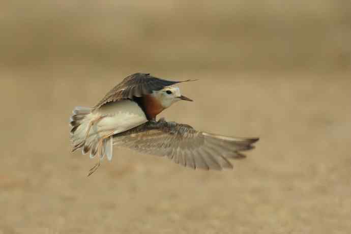 東方鸻(摄于野鸭湖) 東方鸻(摄于野鸭湖)