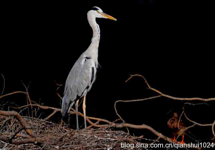 一只漂亮的苍鹭(稻香湖)