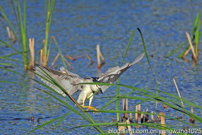 寻鱼的夜鹭（6）