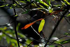 鈥湸蚰疋澋目炖中木