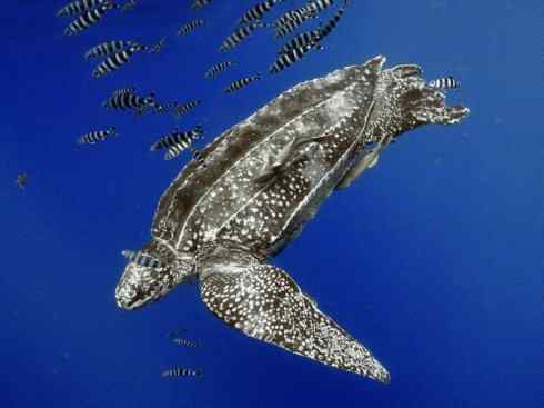 玄武：传说的兽原型探秘（侧颈龟类）