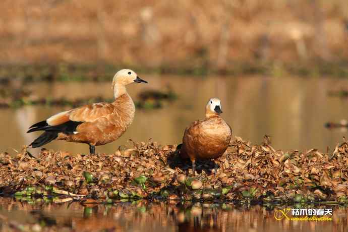 再拍鈥湷嗦檠尖