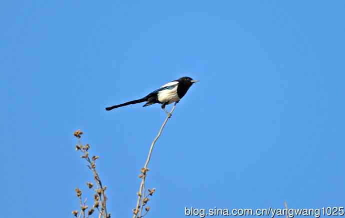 枝头的喜鹊（随拍）