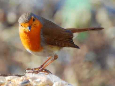 家禽驯化之源之二十七