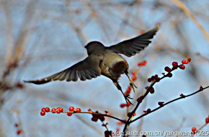北京动物园的鸟类——太平鸟（抓拍）1