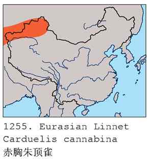 内地很难见的赤胸朱顶雀（组图，7张图片）