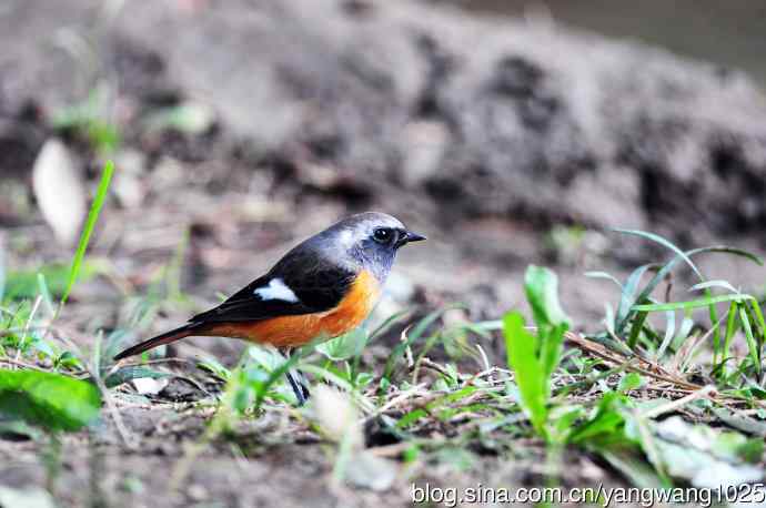 雄性北红尾鸲（18）