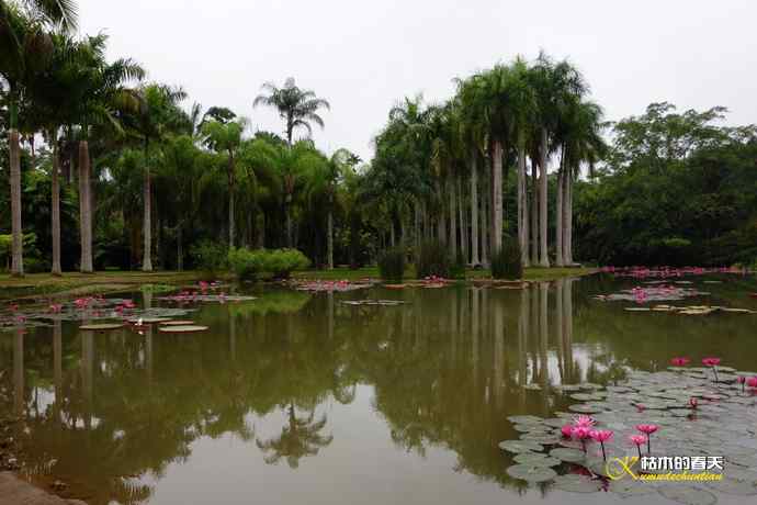 西双版纳拍鸟：黄腰太阳鸟