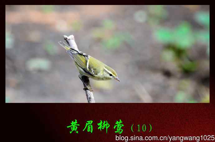 黄眉柳莺（10）