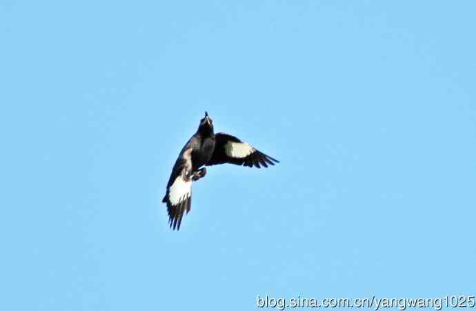 捕捉飞虫的八哥（记实）续2