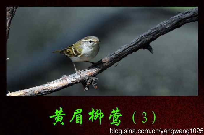 黄眉柳莺（3）