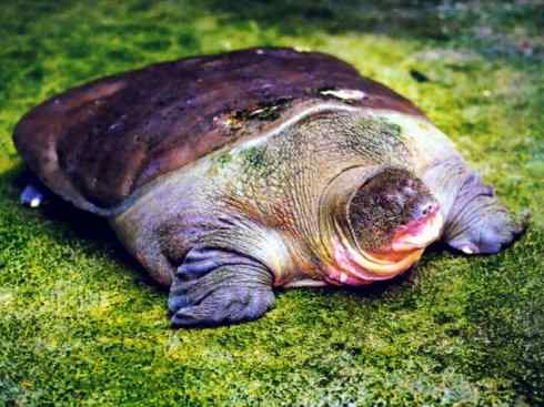 玄武：传说的兽原型探秘（鳖）