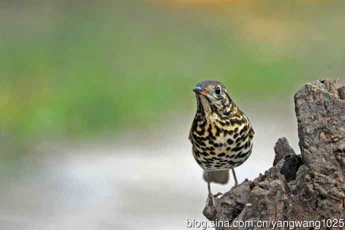 北京天坛公园的鸟类——宝兴歌鸫（3）