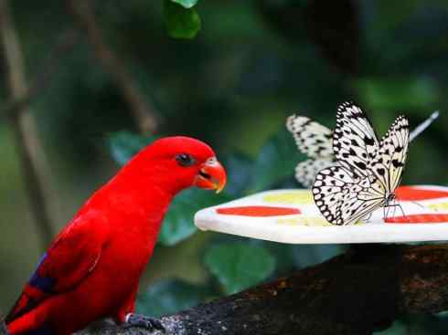 极品红色鸟类：红色吸蜜鹦鹉