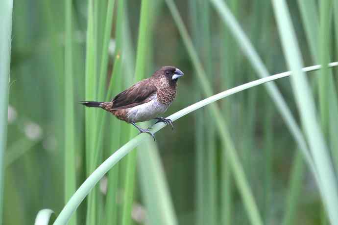 摄鸟拾趣（十） wbr白腰文鸟