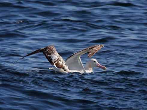 猎奇：奇特的鸟喙之七