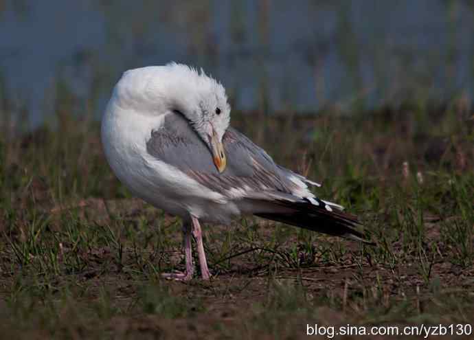 康西草原——孤独的银鸥（组图，7张图片）