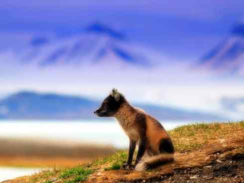 犬科：狐亚科之北极狐（雪鸮、雷鸟）