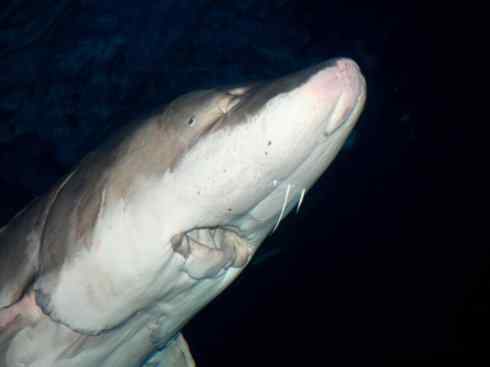 鱼类活化石：中华鲟