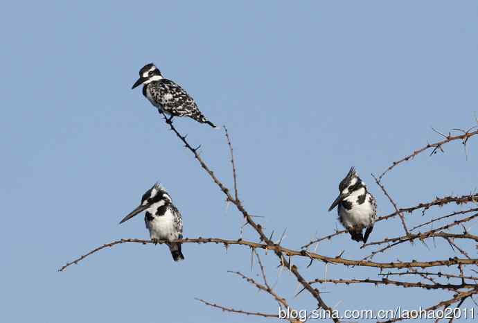 撮堆儿 wbr肯尼亚的鸟儿