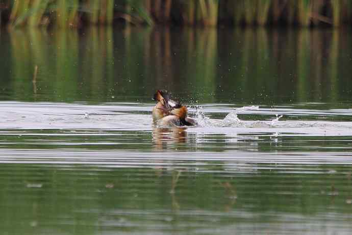 凤头鸊鷉（五）护犊撕打