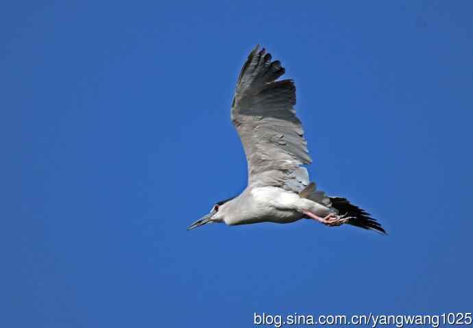 飞(夜鹭)57 飞(夜鹭)57