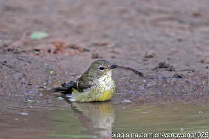 北京天坛公园的鸟类——洗浴的雌性白眉姬鹟