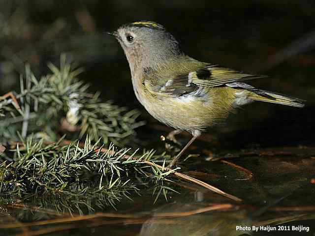 暮然回首 wbr. wbr戴菊却在天坛水洼处