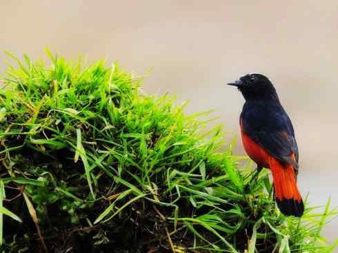 美丽无罪：雀鸟之溪鸲