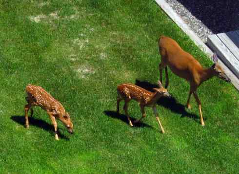 小鹿斑比姐妹俩