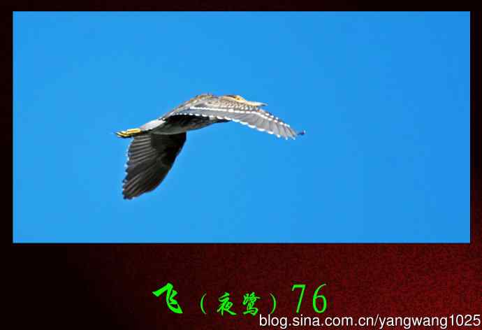 飞(夜鹭)76 飞(夜鹭)76