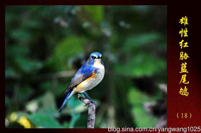 雄性红胁蓝尾鸲（18）
