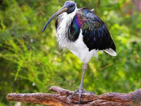 猎奇：奇特的鸟喙之八(朱鹮、白鹮、彩鹮)