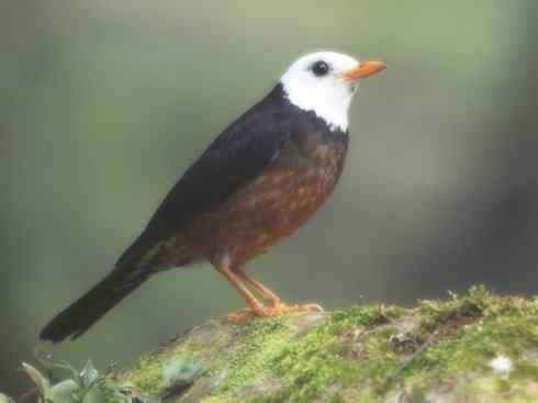 白头鸟系列:另类的美丽（岛鸫）