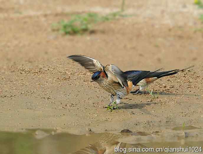 小燕子,穿花衣(金腰燕)