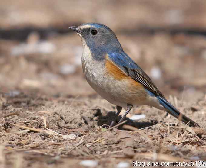 擦枪第二天(组图)