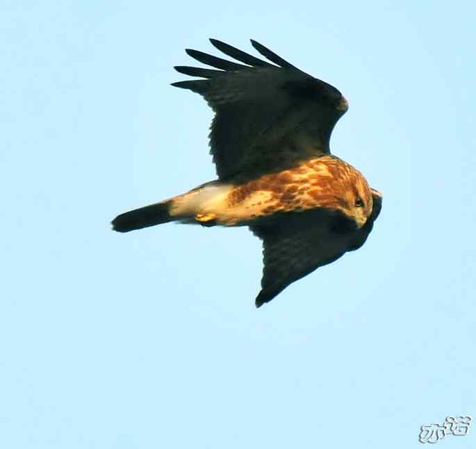 北京西山&nbsp;wbr路&nbsp;wbr守候猛禽迁徙通道两小时