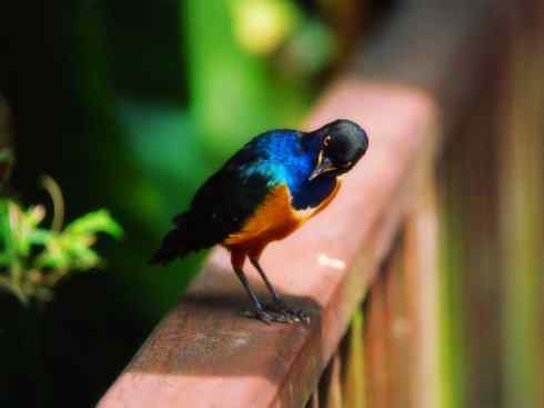 美丽无罪：雀鸟之辉椋鸟