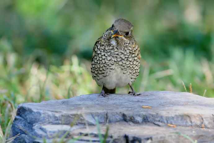 【新鸟】白喉矶鸫（雌）