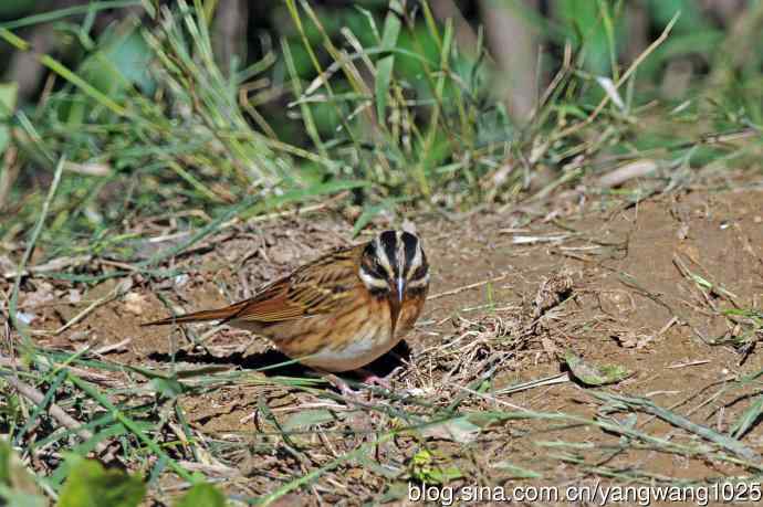 北京天坛公园的鸟类——白眉鹀（10）
