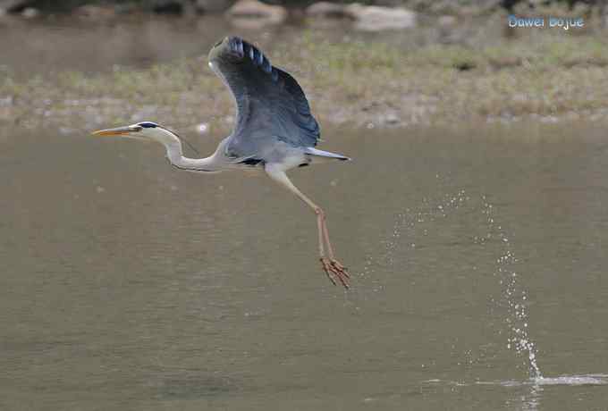 白河六月几只鸟　