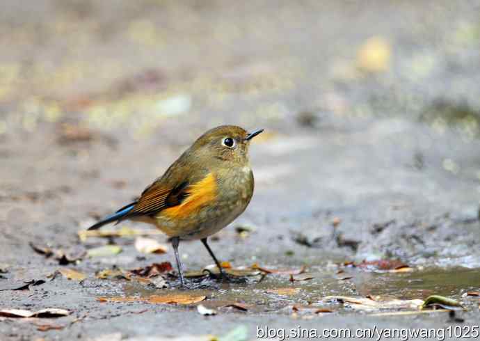 雌性红胁蓝尾鸲（3）