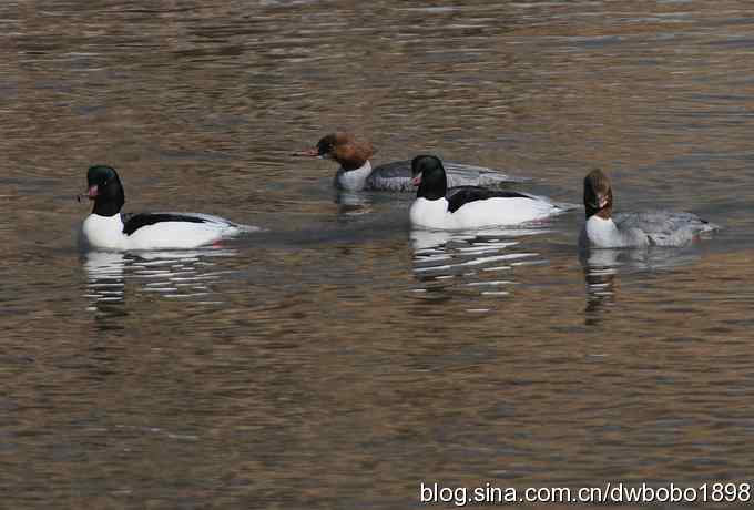白河峡谷：鹮嘴儿小猫拍不够