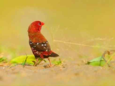 极品红色鸟类：红梅花雀