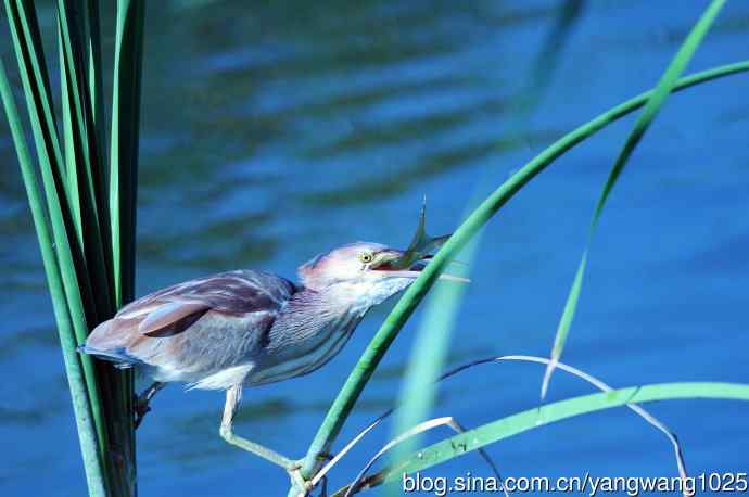 捕鱼的黄苇鳽（记实）5