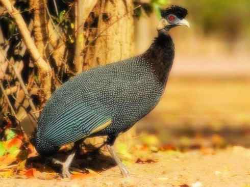 奇特的盔：盔珠鸡