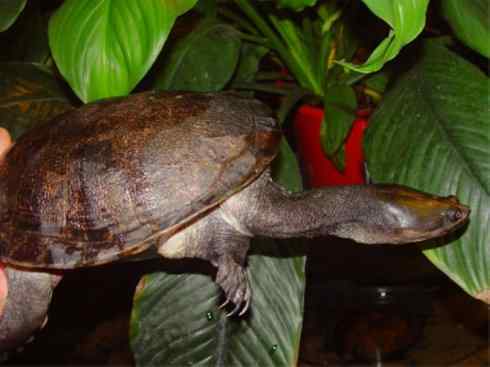 玄武：传说的兽原型探秘（澳洲长颈龟）